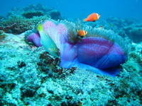 ����� Bangaram Island Resort