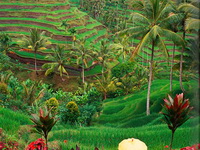 ����� Amandari Resort