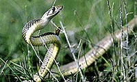 Leptolalax Kajangensis